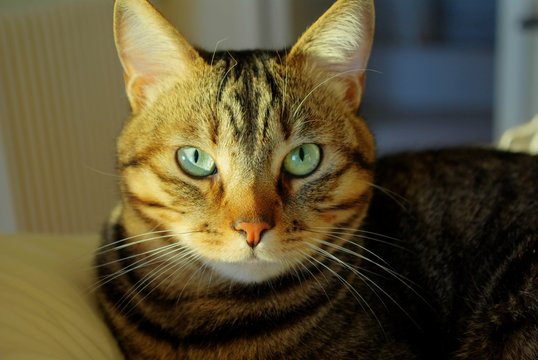 chat tigre