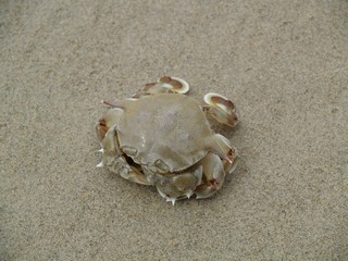 Exotic animals of Thailand, island Phuket: a crab 2