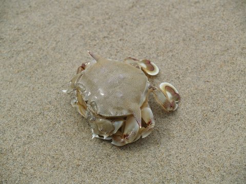 Exotic animals of Thailand, island Phuket: a crab 3