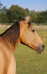 Buckskin Pferd Kopf