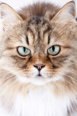 Fototapeta premium Close-up portrait of Siberian cat.