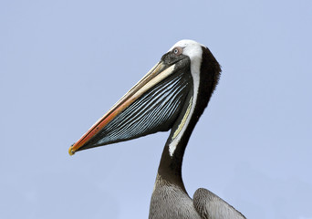Head of Pelican