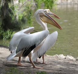 Pelican