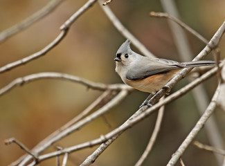 Tufted Titmouse (Baeolophus bicolor)