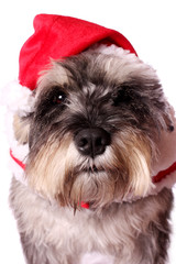 Cute dog in a Santa hat