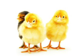 chickens