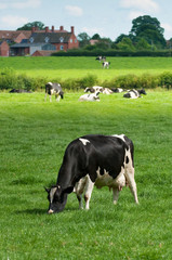 Grazing Cow
