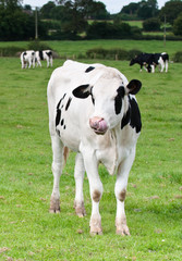 Standing Cow