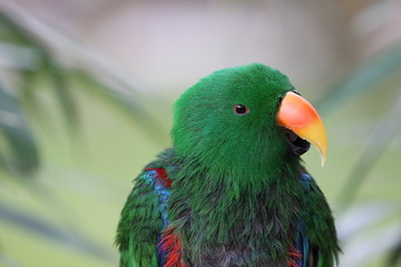 Edelpapagei (Männchen)