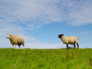 sheep on pasture