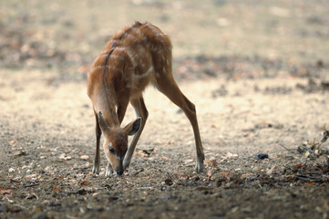 muntjac