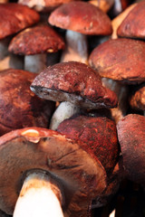 CEPES (champignons) - - - Marché - 21 mopix