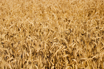 Golden ears and field of wheat ready to be harvested