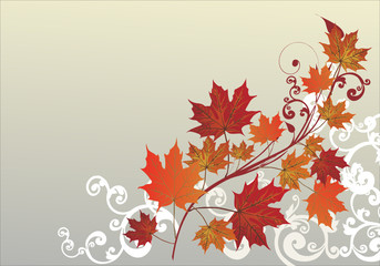 white curled corner and fall maple leaves