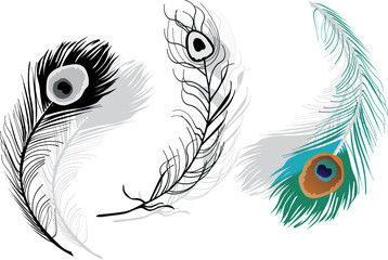 peacock feathers on white