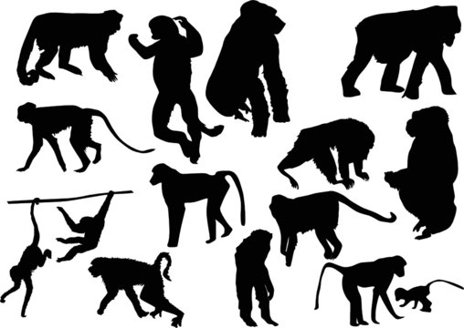 fifteen monkey silhouettes