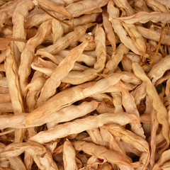 recoleccion de judias