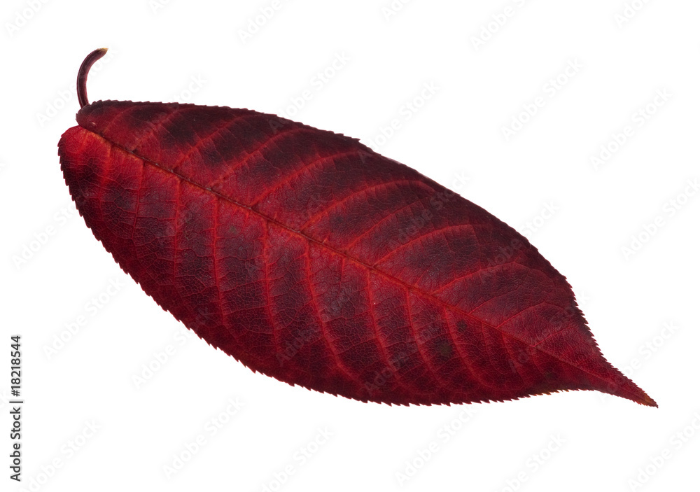 Poster dark red leaf on white