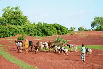 Fototapeta premium petits bergers du Sahel
