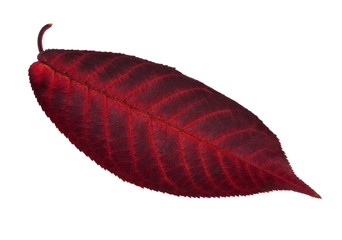 dark red leaf on white