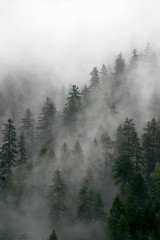Fototapeta na wymiar las i mgła