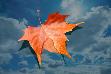 herbstblatt
