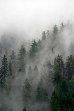 bosco e nebbia