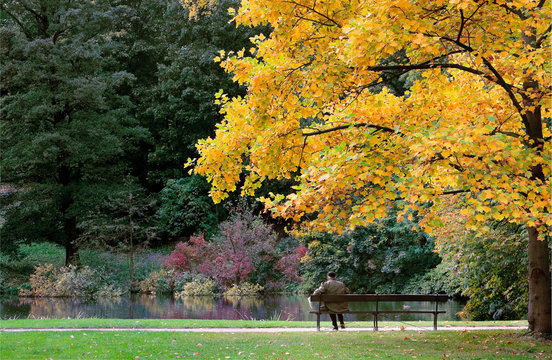 Autumn man sitting on bench under big tree