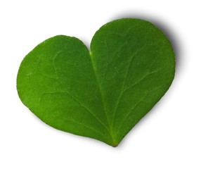 une feuille de trèfle vert symbole de l'environnement - green