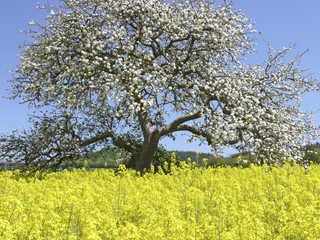 Fototapeta premium Frühling