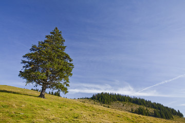Obraz premium Beautiful mountain scenery with lonely pine tree