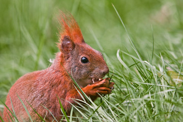 Eichhörnchen © Alexander Erdbeer