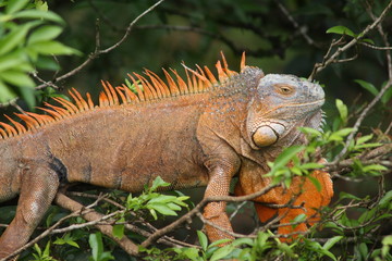 Costa Rican Iguana