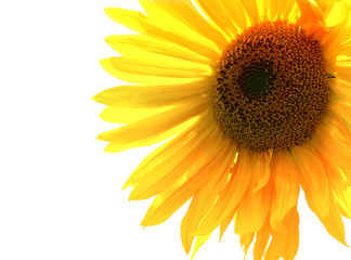Yellow Sunflower (isolated)