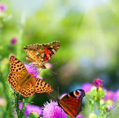 butterflies on flowers