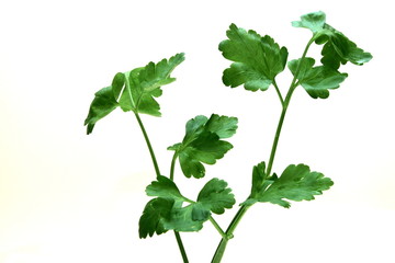 Naklejka premium Liebstöckel - Levisticum officinale