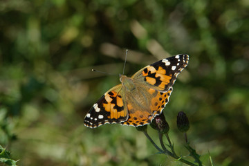 Fototapeta na wymiar Painted Lady Butterfly
