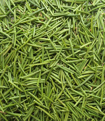 fur tree needles background