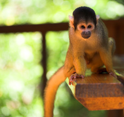 Cute squirrel monkey