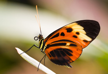 Tropical butterfly Heliconius Numata Aurora