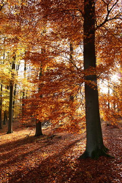 Herbstwald