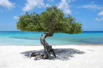 Aruba tree