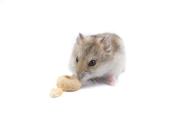 Hamster isolated on white.
