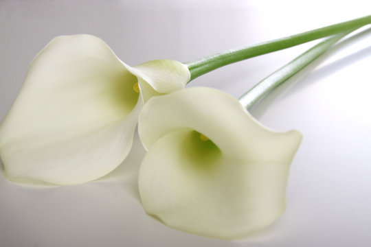 Weiße Calla