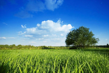 Summer in meadow