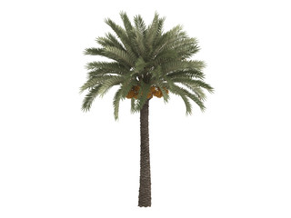 Obraz premium Date_palm_(Phoenix_dactylifera)