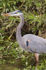 Blue Heron