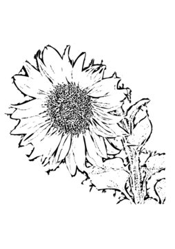 Sonnenblume als schwarzweiß Zeichnung