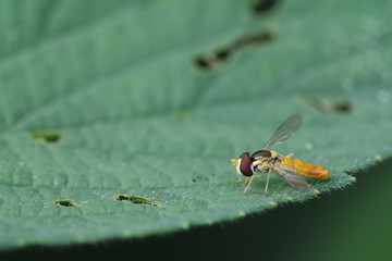 syrphidae insects