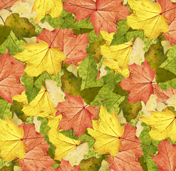 Naklejka na ściany i meble Ahornblätter im Herbst